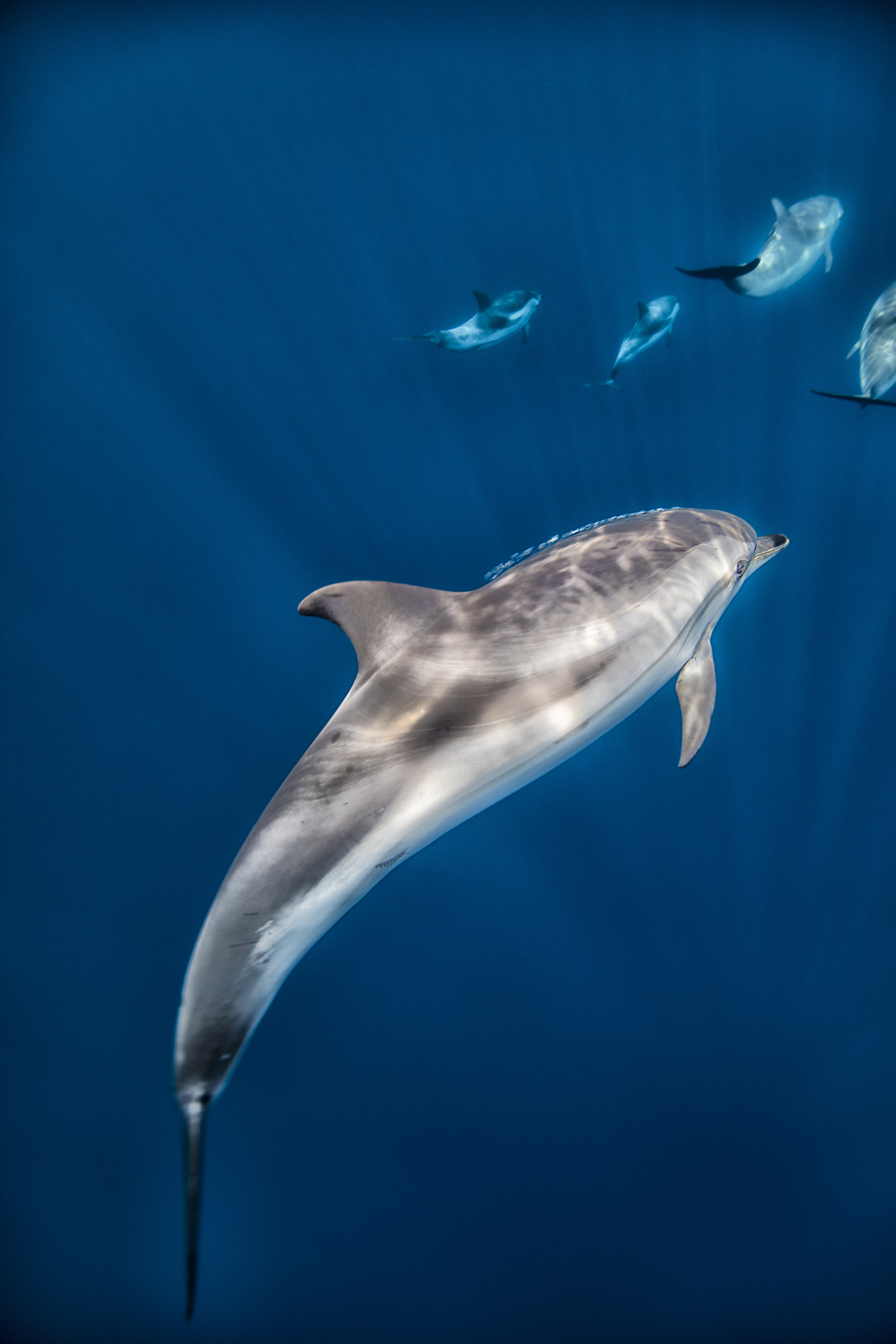 Dauphins bleu et blanc