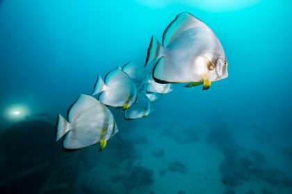 Croisiere à bord de l’Alia