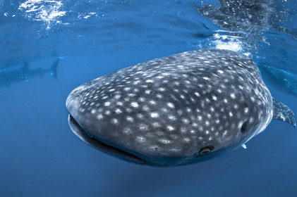 Plongee en apnée - Yucatan - Mexique