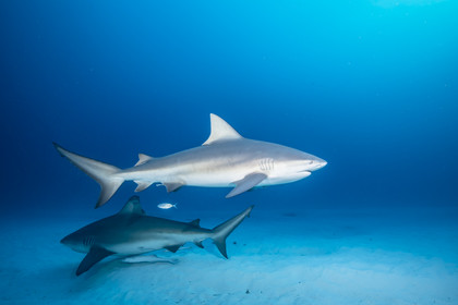 Plongee sous marine dans la mer des Caraîbes - Mexique - Yucatan - Amerique Centrale